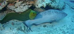 Goliath Grouper and Green Moray Eel making friends! Cozum... by Paul Holota 